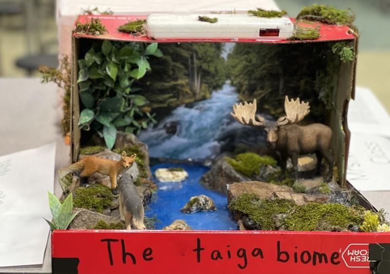 Animals  Taiga Biome Project